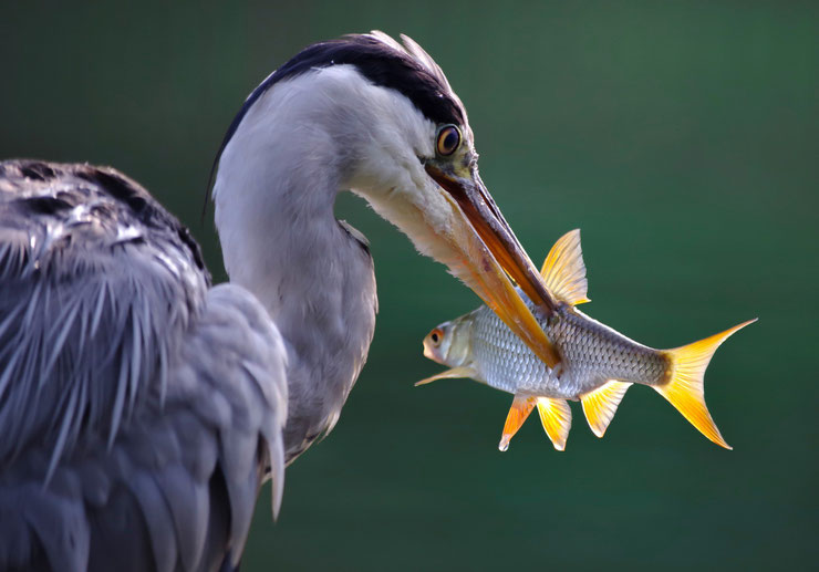 heron cendre mangeant un poisson bec fiche oiseaux animaux