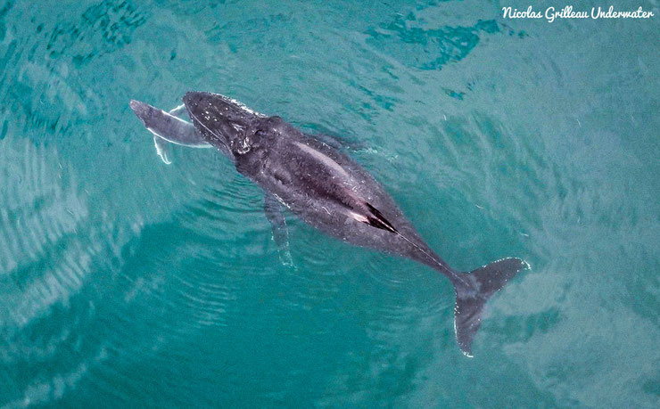 baleine à bosse vue du dessus photo par drone ou hélicoptère