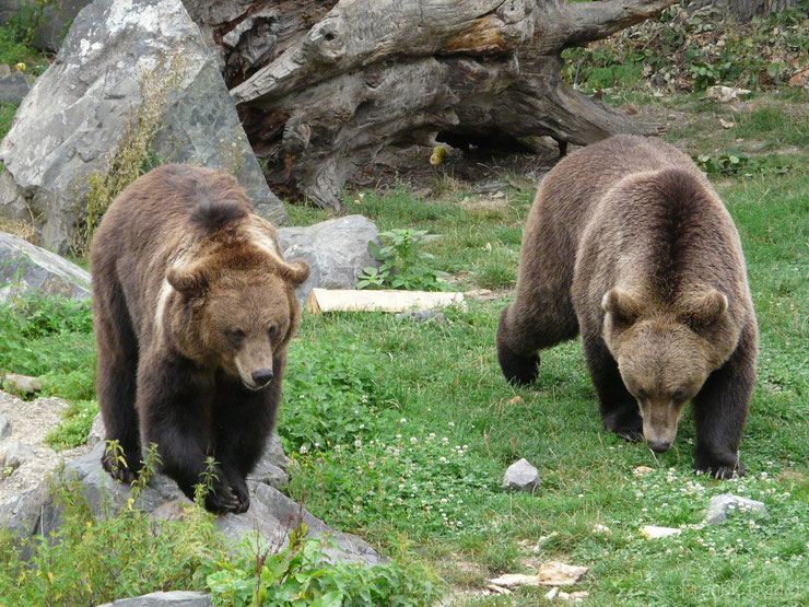 ours brun fiche animaux montagne francaise