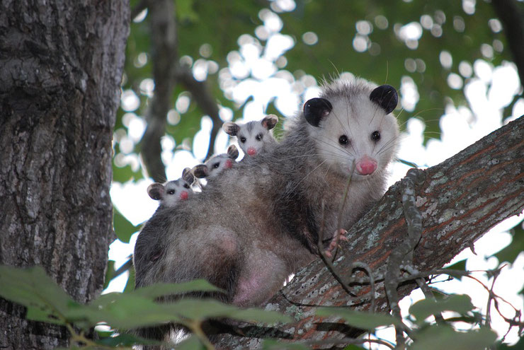 fiche animaux opossum de virginie