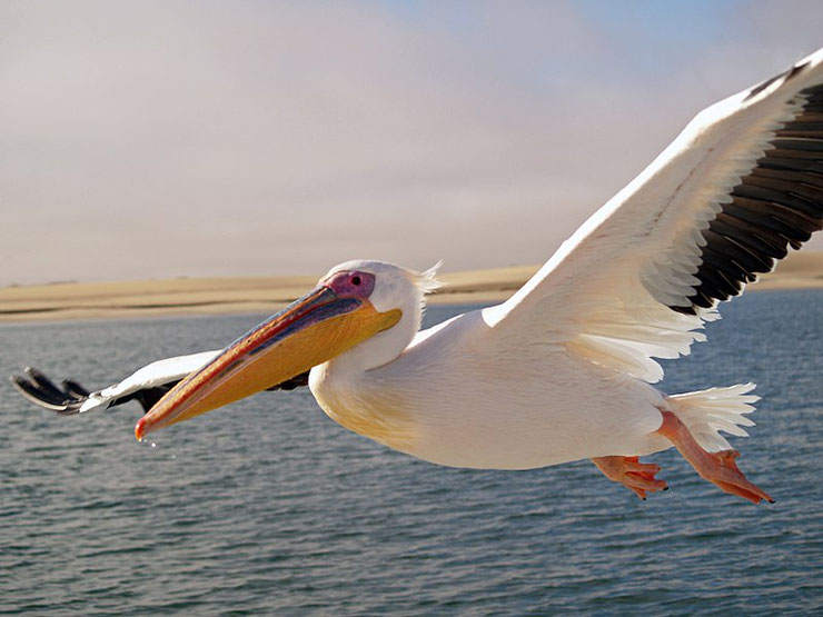 pelican blanc plus gros oiseaux du monde volant