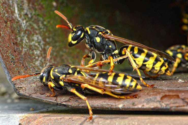 guepe insectes hymenotpère jardin nid