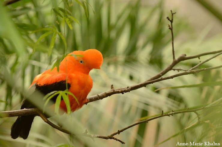 liste des animaux d'amazonie coq de roche animal fact bird amazonian forest list