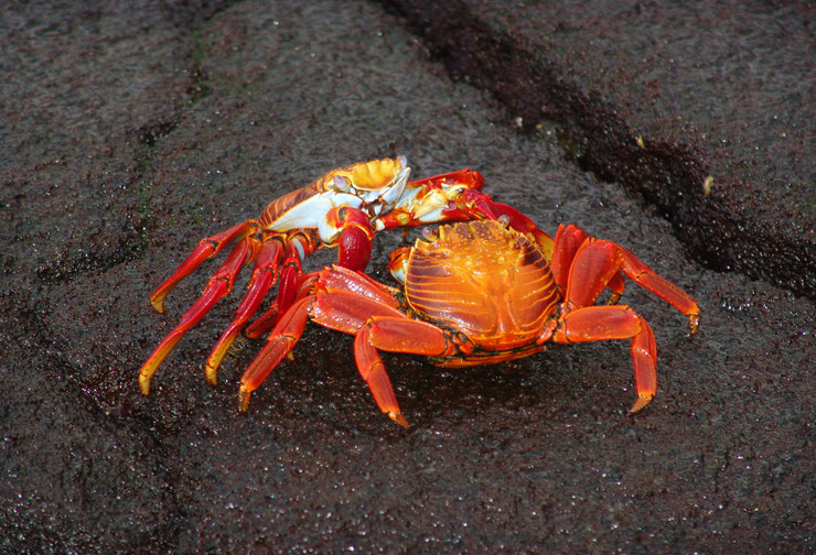 crabe rouge de rocher red rock crab galapagos