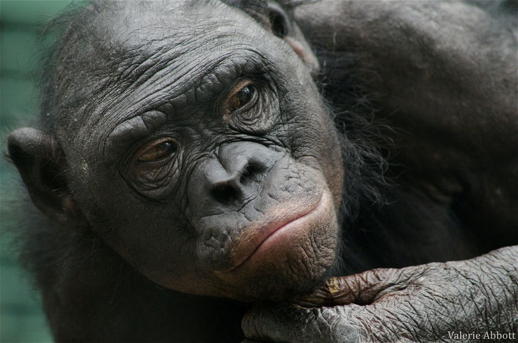 singe bonobo