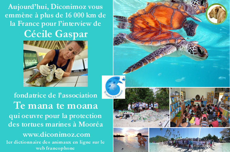 veterinaire au secours des tortues marines tahiti moorea polynesie française