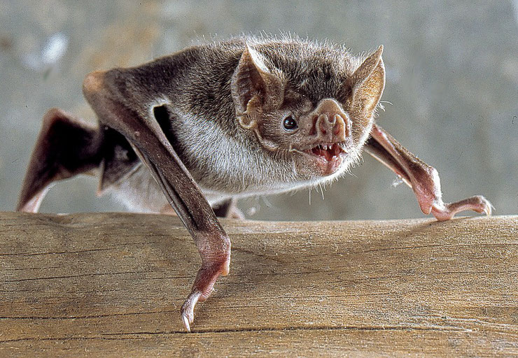 vampire azzara commun fiche animaux chauve souris animal facts common vampire bat