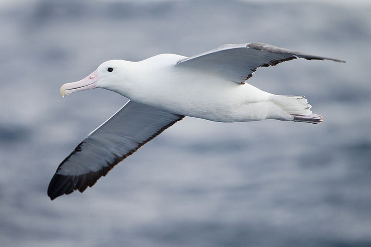 plus grand oiseaux du monde albatros hurleur