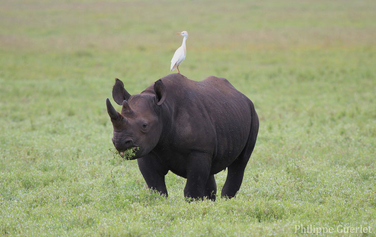 fiche animaux rhinoceros noir black rhino