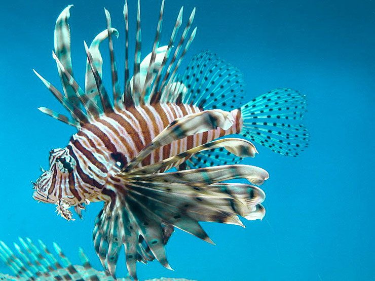 rascasse volante fiche identification poisson eau de mer animaux marins red lionfish fish fact