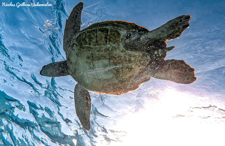 tortue verte vue du dessous chelonias mydas