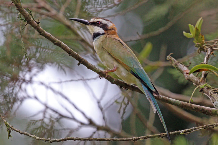 guepier à gorge blanche white throated bee eater