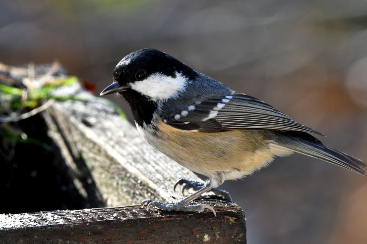 mésange noire Periparus ater fiche oiseaux