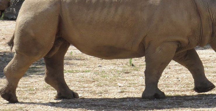 définition du mot quadrupède vocabulaire des animaux lexique animalier