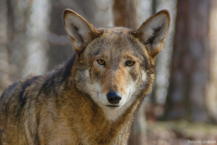 loup rouge portrait fiche animaux pegagogie caroline du nord etats unis red wolf animal fact