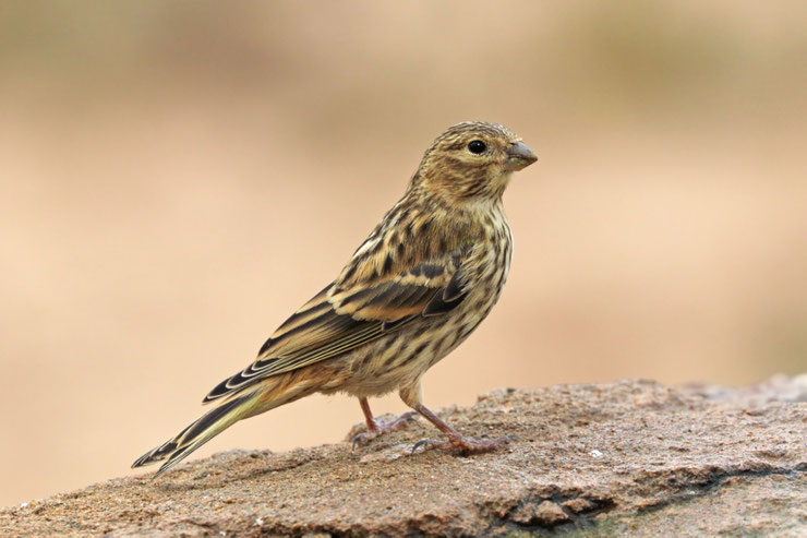 serin cini male Serinus serinus fiche oiseaux de nos jardins