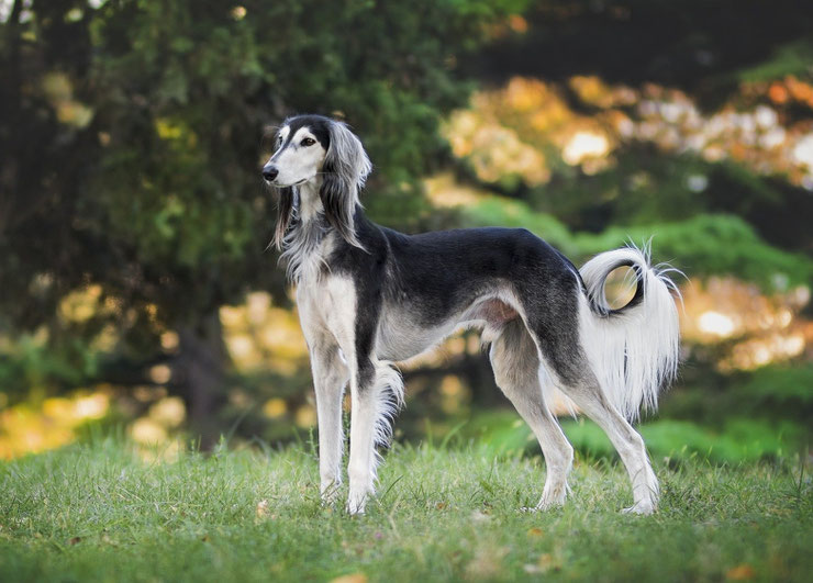 saluki levrier persan fiche chien animaux de sauvetage race caractere comportement origine poil couleur