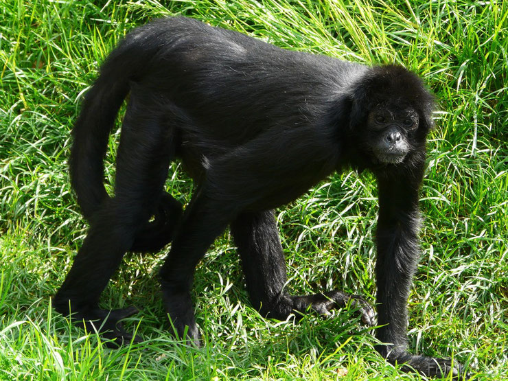 animaux noirs atele de colombie thematique