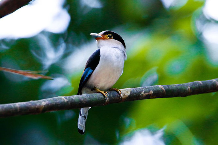 eurylaime de gould fiche animaux oiseaux asie taille poids distribution alimentation