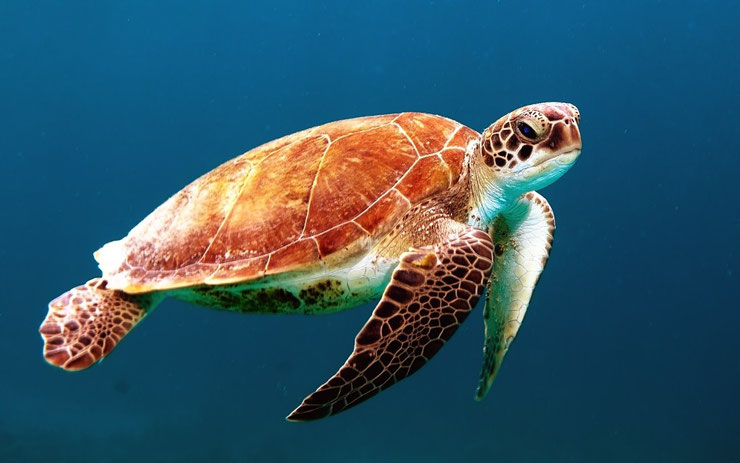 tortue verte marine de polynesie tahiti moorea