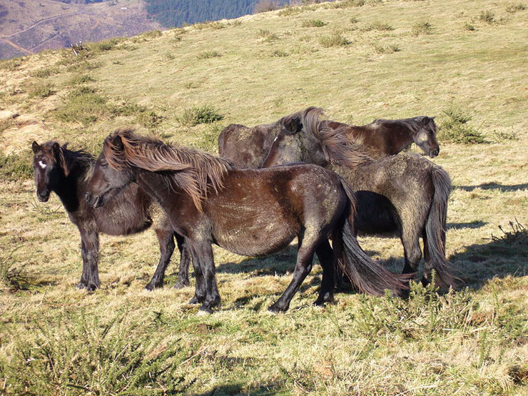 cheval pottok fiche chevaux comportement origine caractere robe race