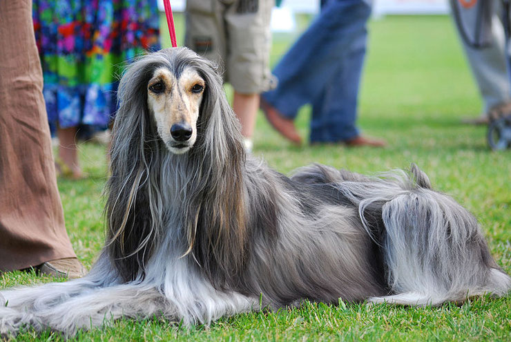 levrier afghan fiche chien animaux caractere comportement origine sante egypte ancienne race