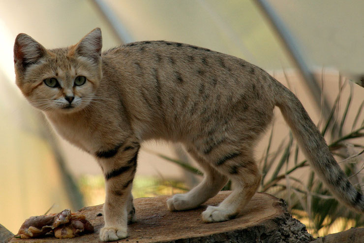 chat des sables fiches animaux felins