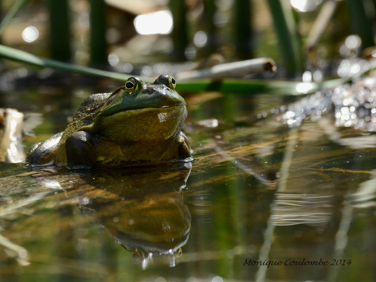 fiche animaux grenouille taureau