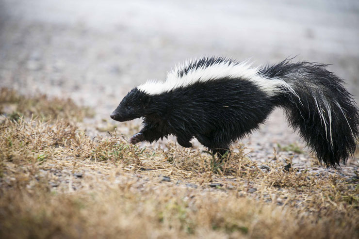 animaux a rayures mouffette rayee