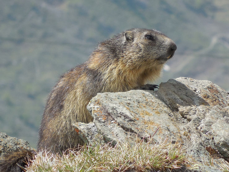 Marmotte des Alpes animaux de la suisse