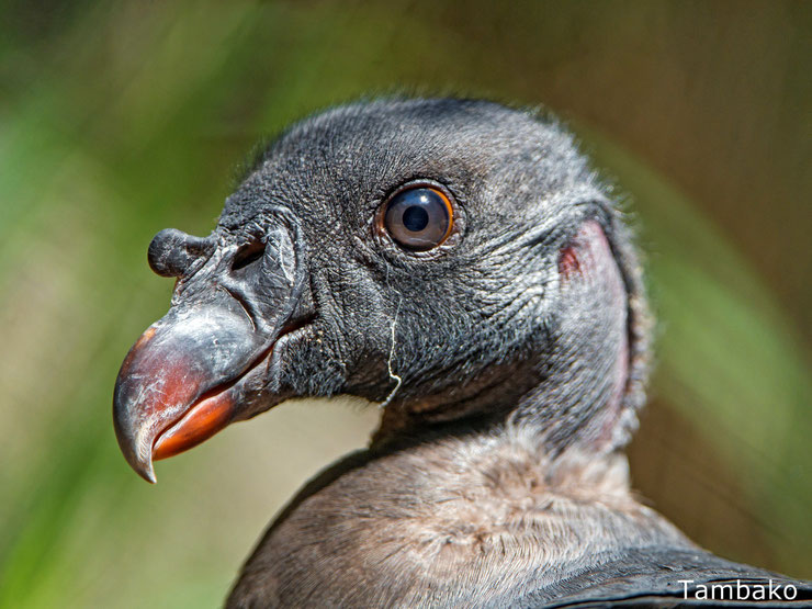 bebe vautour pape animaux oiseaux bird baby cute king vulture animals