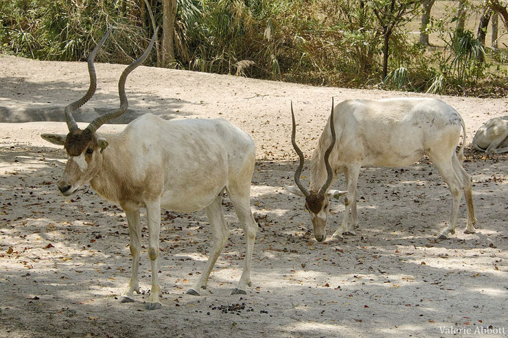 les antilopes d'Afrique Addax fiches animaux thematique habitat repartition poids taille alimentation reproduction