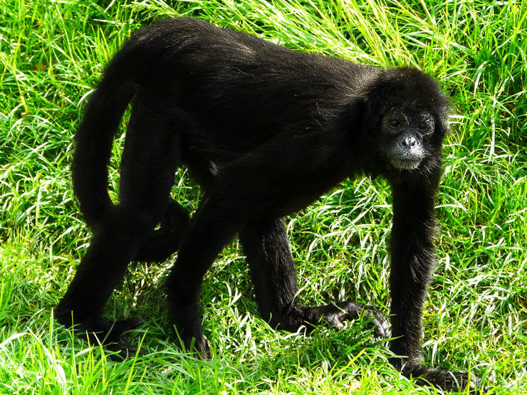 atele noir de colombie singe araignee amerique du sud primate