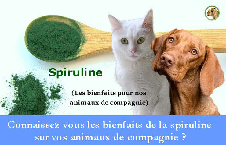 les bienfaits de la spiruline sur les animaux de compagnie chiens chats chevaux