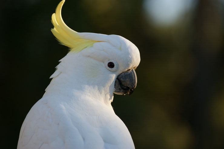 cacatoes à huppe jaune fiche identification oiseaux  animaux d'australie perroquet 