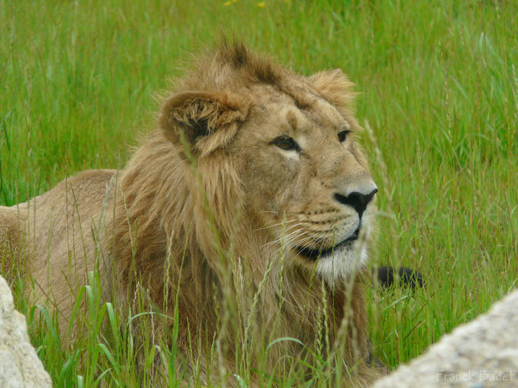 lion d'Asie fiche liste des animaux de l'inde