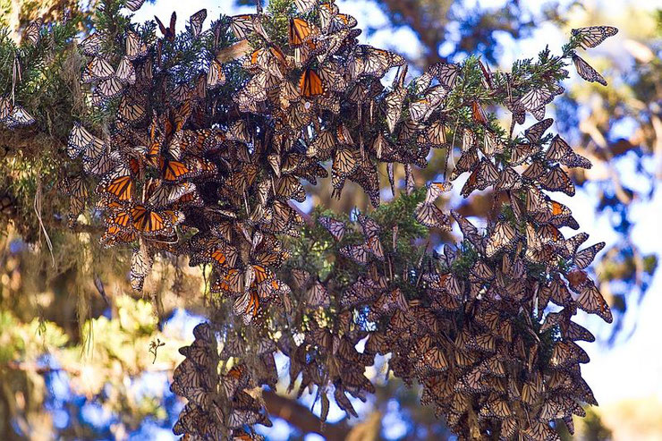 monarch butterfly regroupement migration papillons oranges essaim