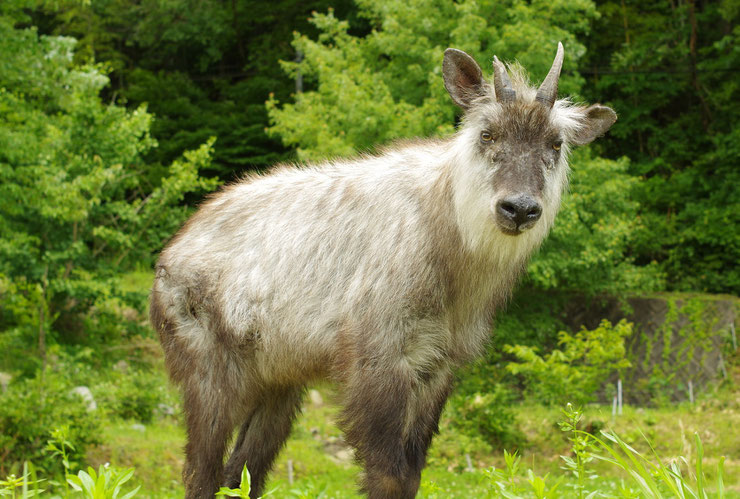 saro japon fiche animaux mammiferes