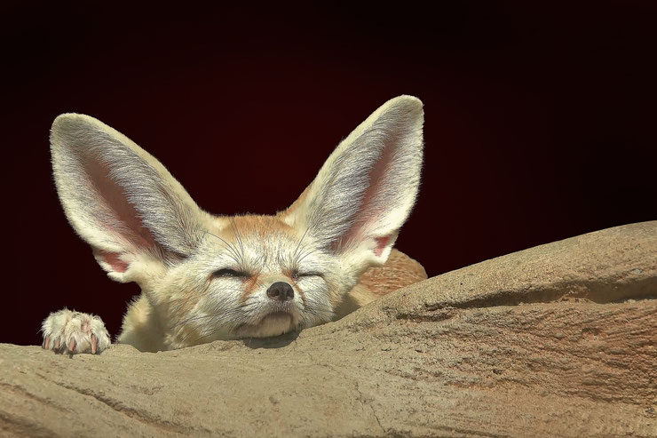 fennec renard des sables