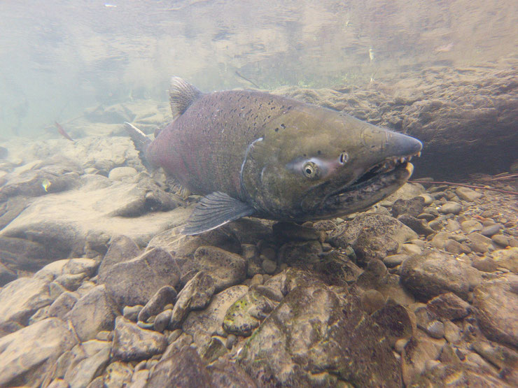 quinnat saumon royal chinook fiche poisson amerique du nord russie animaux