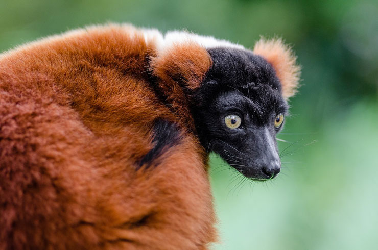 maki vari roux fiche animaux lemurien madagascar taille poids alimentation reproduction 