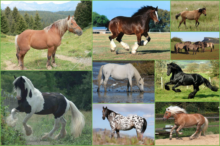 Liste des races de chevaux par ordre alphabétique de A à Z