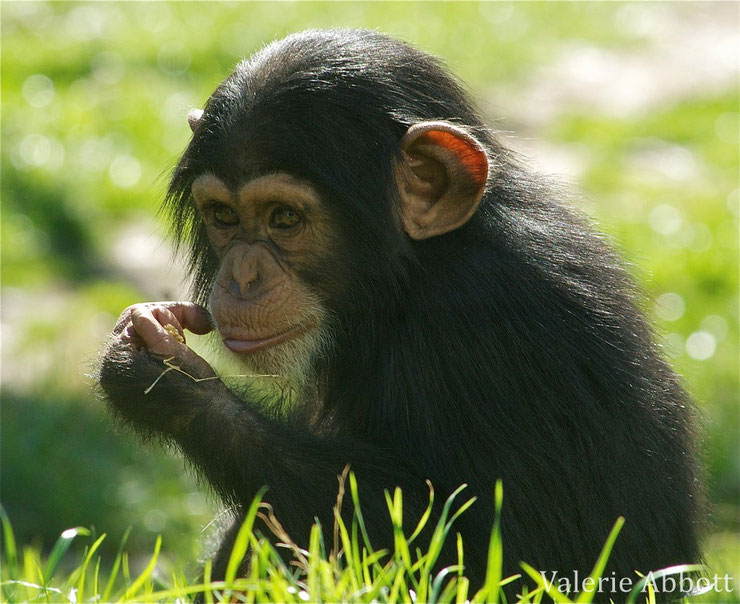 animaux noirs singe chimpanze bebe mignon cute thematique