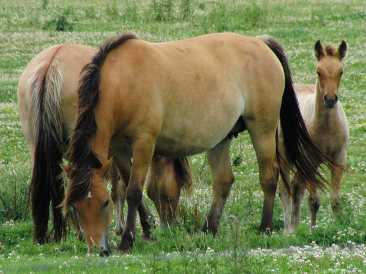 cheval henson fiche chevaux comportement origine caractere