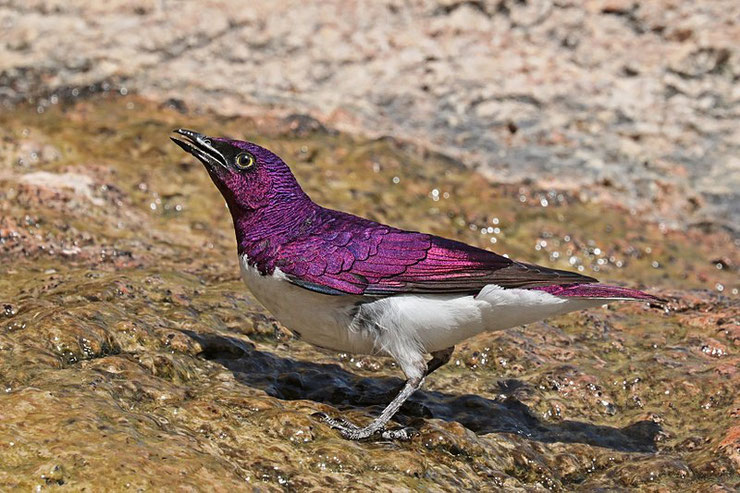 fiche animaux etourneau amethyste animal facts violet-backed starling poids taille habitat distribution