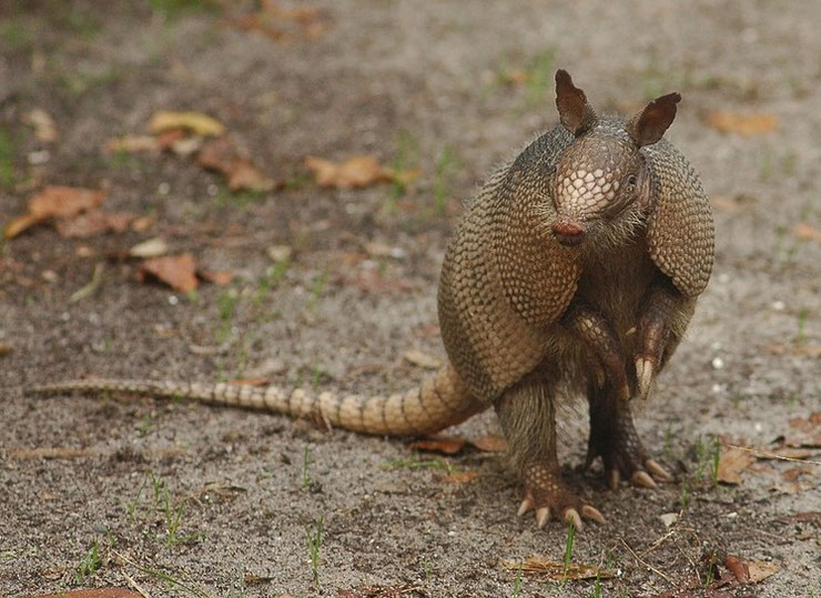 fiche animaux tatou à neuf bandes poids taille habitat longevite distribution alimentation