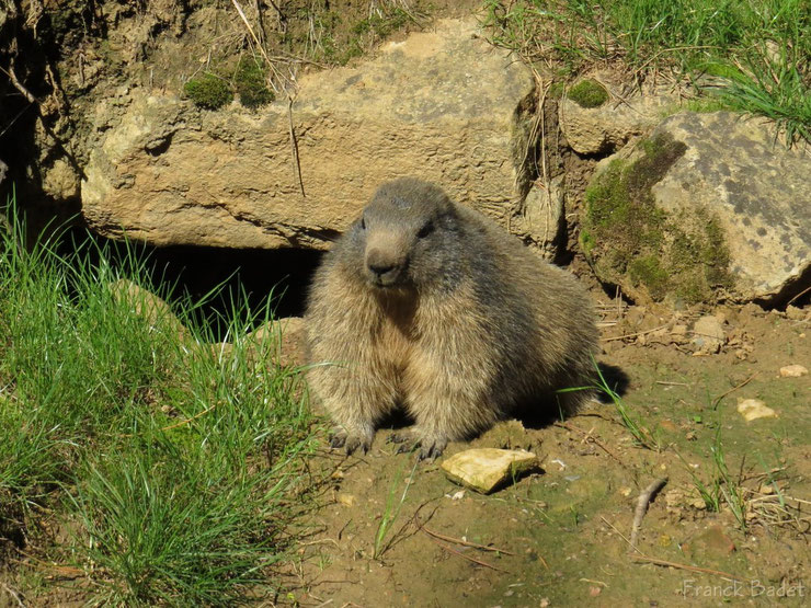 marmotte fiche animaux