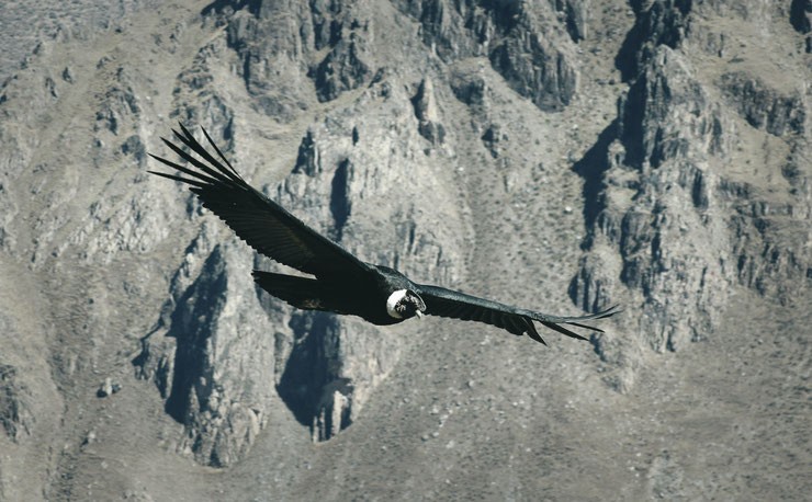 Condor cordillère des Andes 