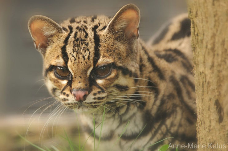 Le margay - le grimpeur de la jungle