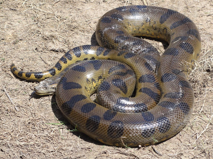 serpent animaux anaconda  taille poids alimentation reproduction habitat distribution 